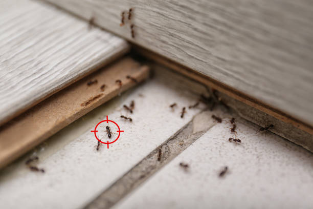Professional Pest Control in Woodhaven, MI