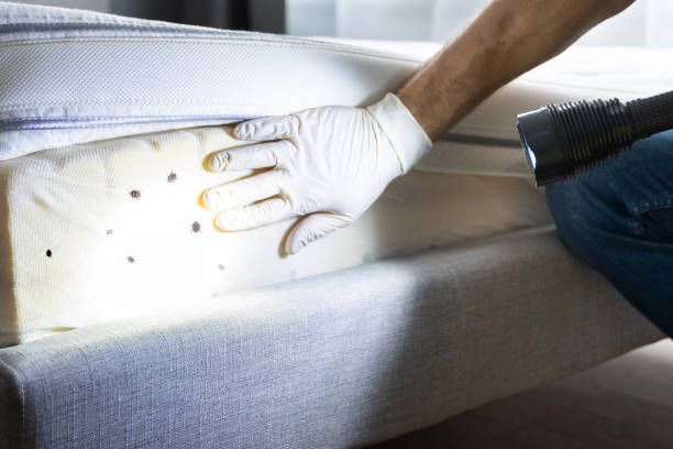 Best Wasp Removal Services  in Woodhaven, MI