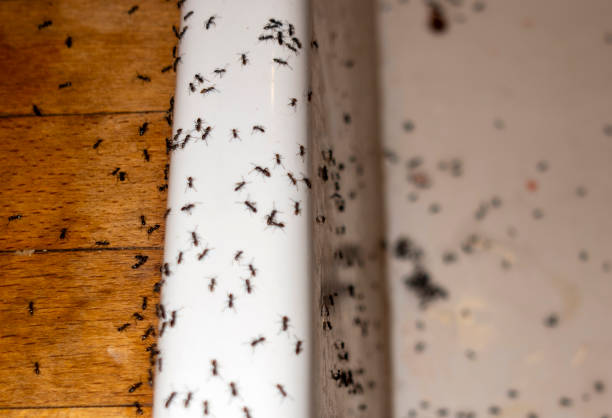 Bird Control in Woodhaven, MI