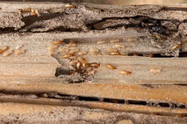  Woodhaven, MI Pest Control Pros